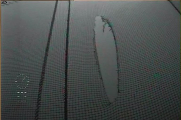 Figur 6: Et fremmedlegeme i dødfiskhåven har revet hull i notposen i forbindelse med heving av håven. Hullet ble målt til å være 2m x 0,5m. Foto:© selskapet
