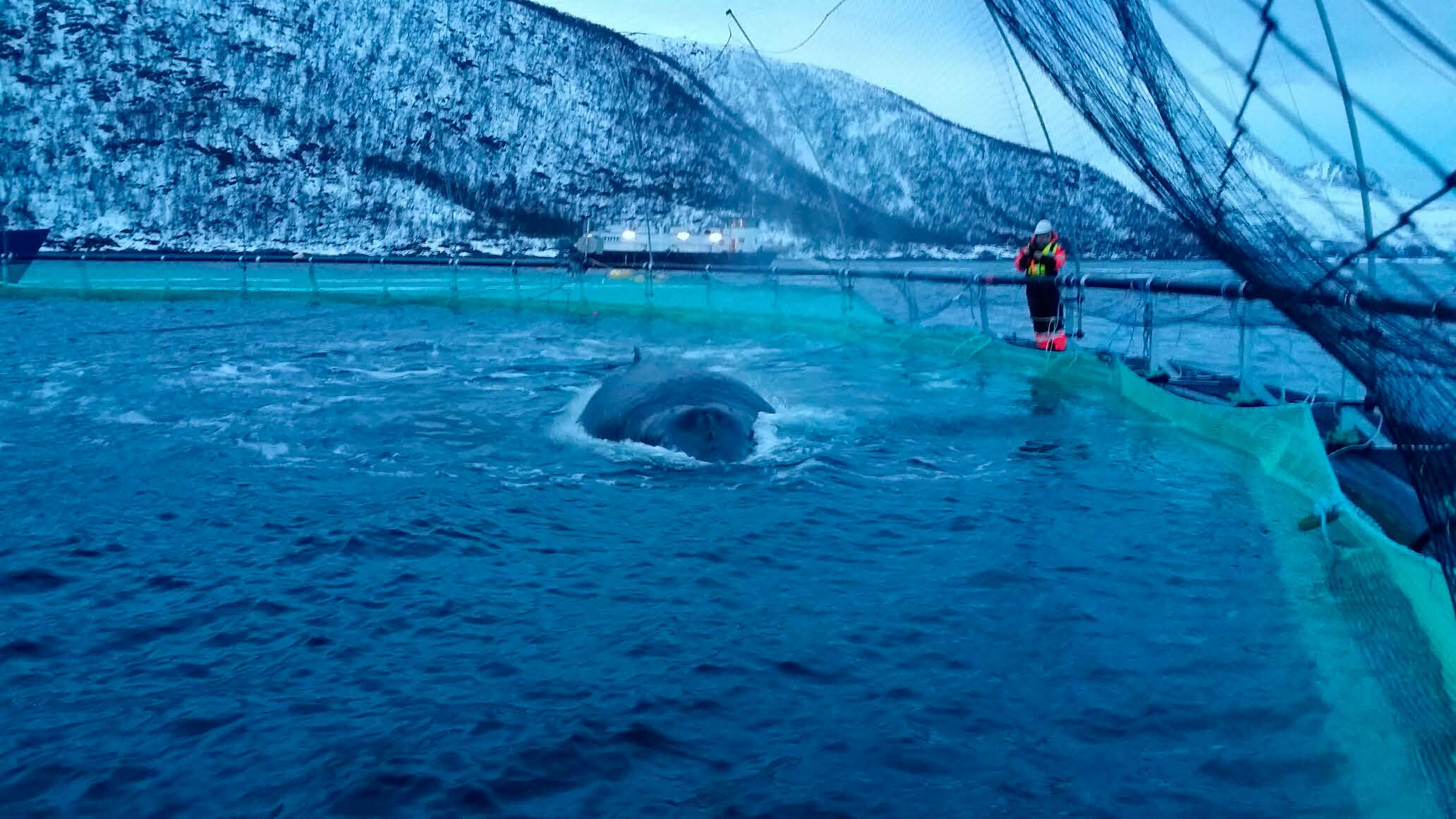 Knølhval i merd | Fiskeridirektoratet