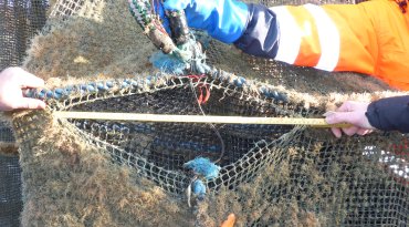 Figur 7: Brudd i stavtau over 7 meter mageband. På bildet henger notposen i kran med spissen opp. Foto: © Fiskeridirektoratet.
