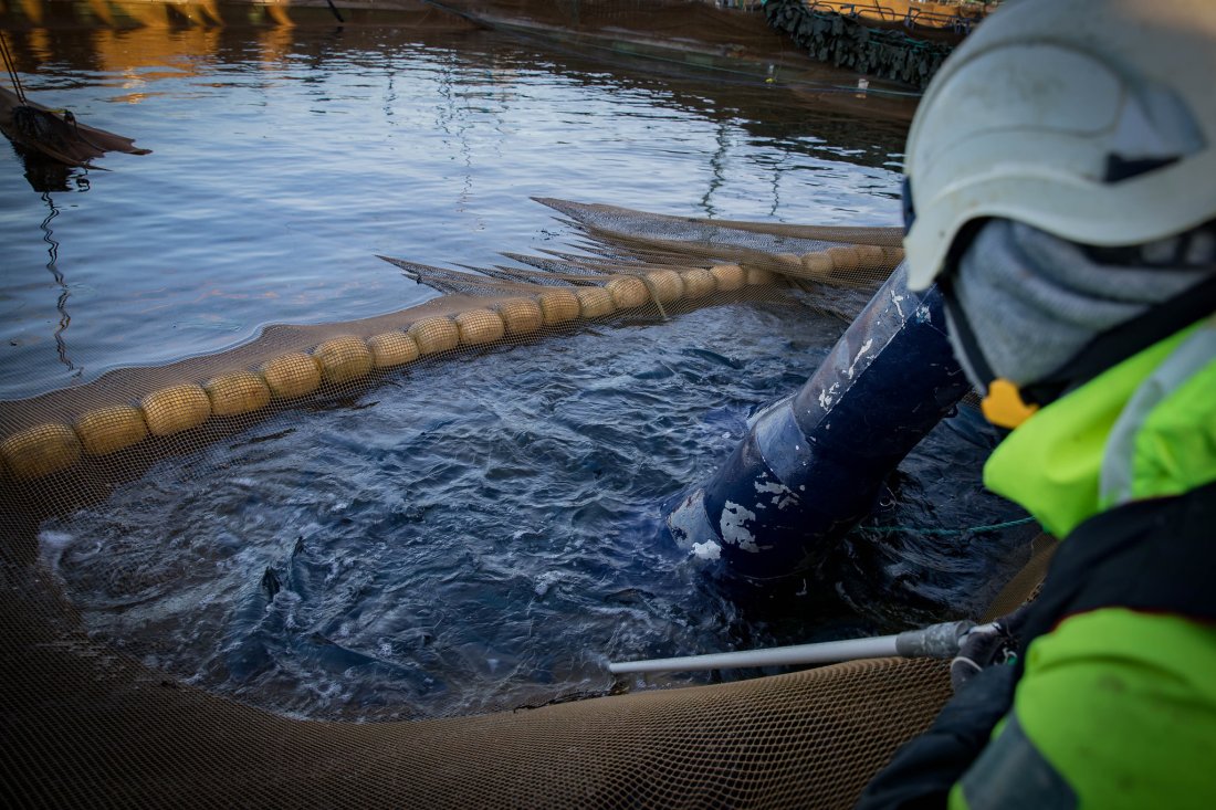 Røkter som håndterer fiskepumpe i oppdrettsmerd. (Foto: © Vegard Oen Hatten, Fiskeridirektoratet) Røkter som håndterer fiskepumpe i oppdrettsmerd. (Foto: © Vegard Oen Hatten, Fiskeridirektoratet)