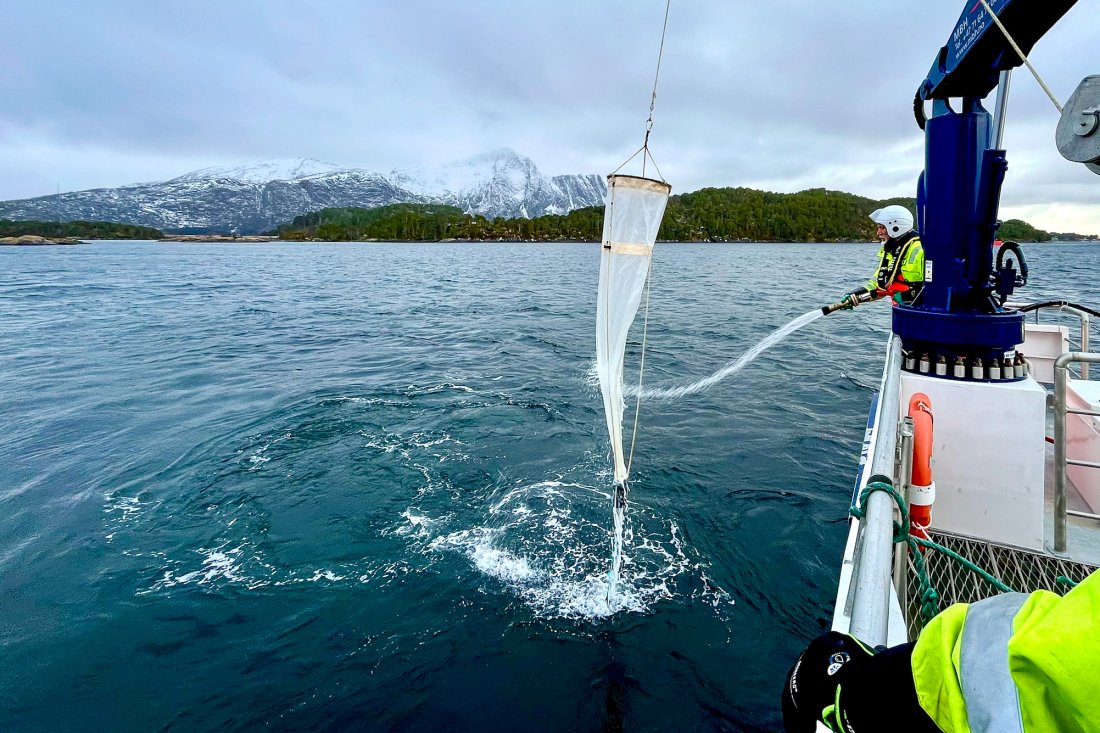 Havforskningsinstituttet og Fiskeridirektoratet jakter torskeegg med håv. Målet er å finne ut om rømt oppdrettstorsk gyter i områdene. Foto: © Silje-Kristin Jensen / Fiskeridirektoratet.