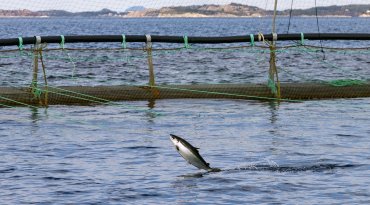Foto: © Vegard Oen Hatten / Fiskeridirektoratet.