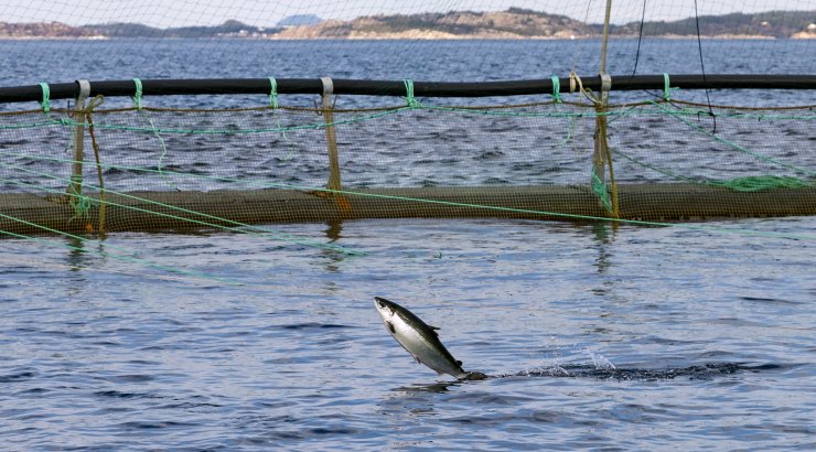 Foto: © Vegard Oen Hatten / Fiskeridirektoratet.