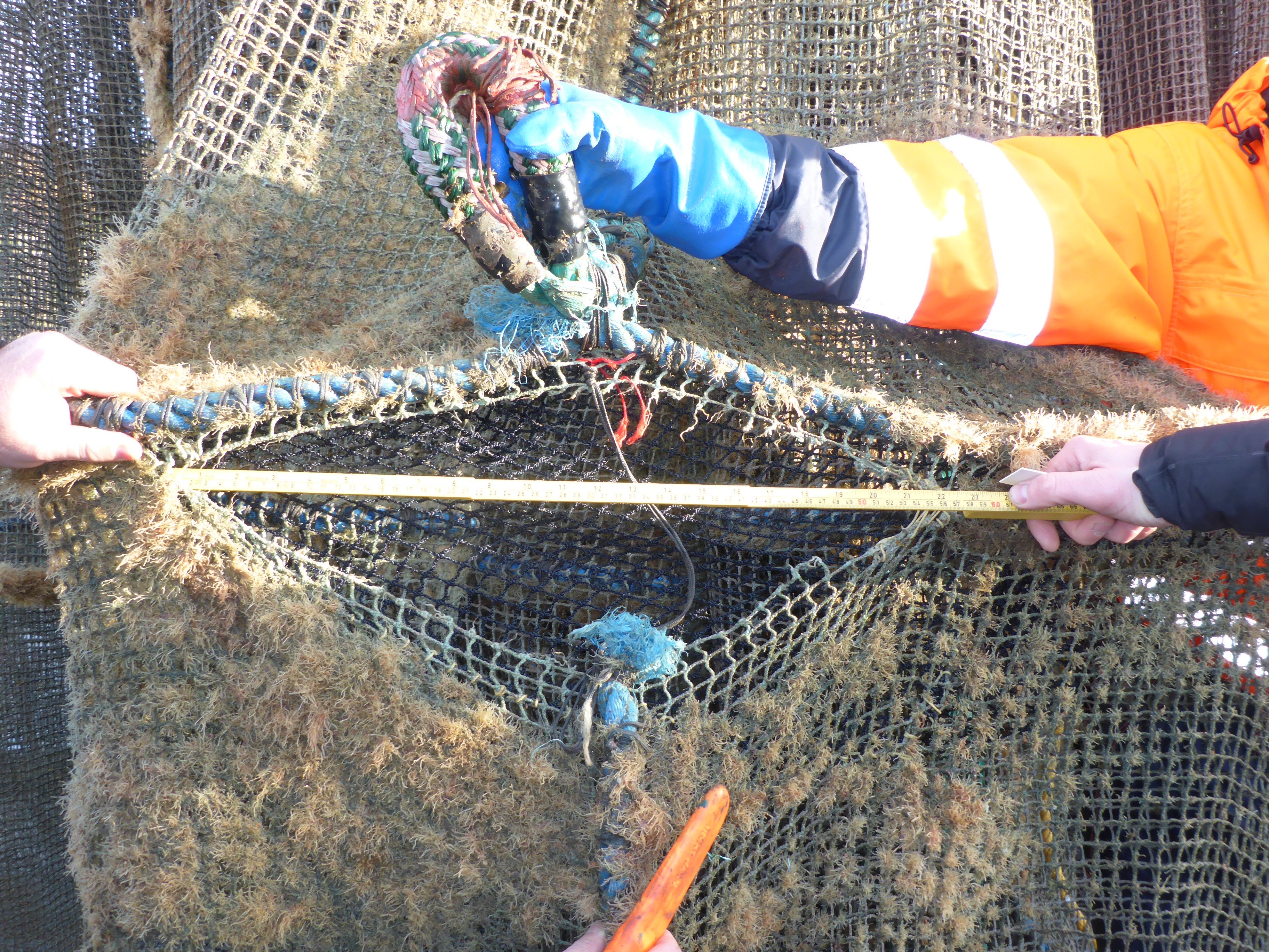 Figur 7: Brudd i stavtau over 7 meter mageband. På bildet henger notposen i kran med spissen opp. Foto: © Fiskeridirektoratet.