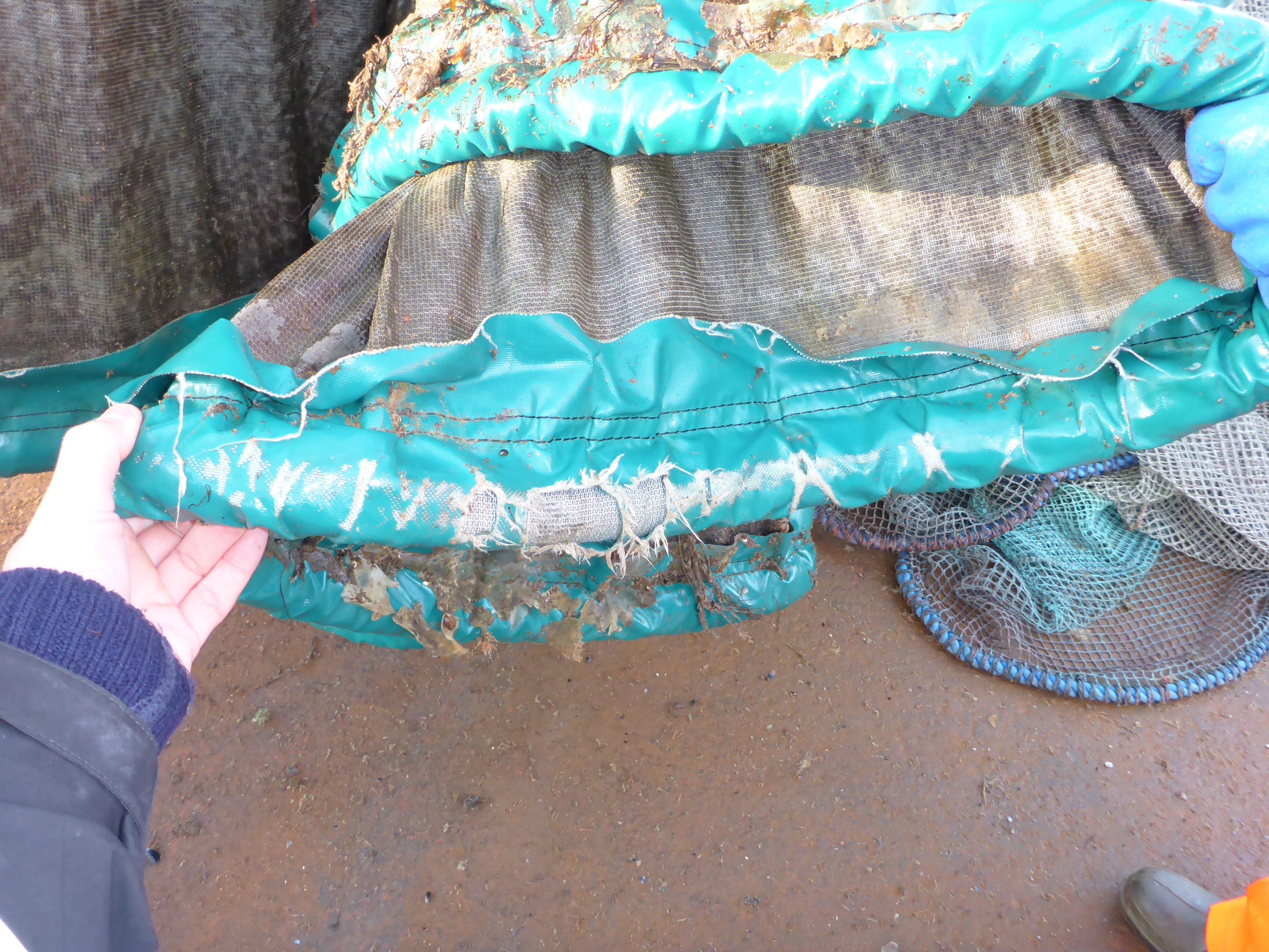 Figur 4: Skader på PVC delen rundt blytelne på luseskjørtet slik at kevlarstoffet ble eksponert. Foto: © Fiskeridirektoratet.