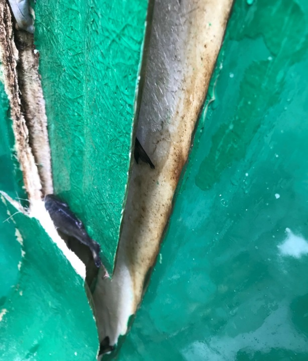Misfarging av området i bruddflaten indikerer at det har vært delaminering i skjøten over ei stund og dette har gitt en reduksjon i areal til glassfiberlimingen. Foto: © Fiskeridirektoratet.