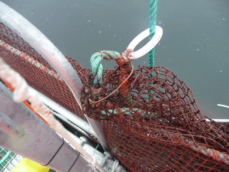 Figur 4: Plastringene som opphalertauet går gjennom er bendslet inn på stavtauet. Denne bendslingen har på enkelte ringer blitt dradd nedover stavtauet på grunn av stor påstand. Foto: © Fiskeridirektoratet Figur 4: Plastringene som opphalertauet går gjennom er bendslet inn på stavtauet. Denne bendslingen har på enkelte ringer blitt dradd nedover stavtauet på grunn av stor påstand. Foto: © Fiskeridirektoratet