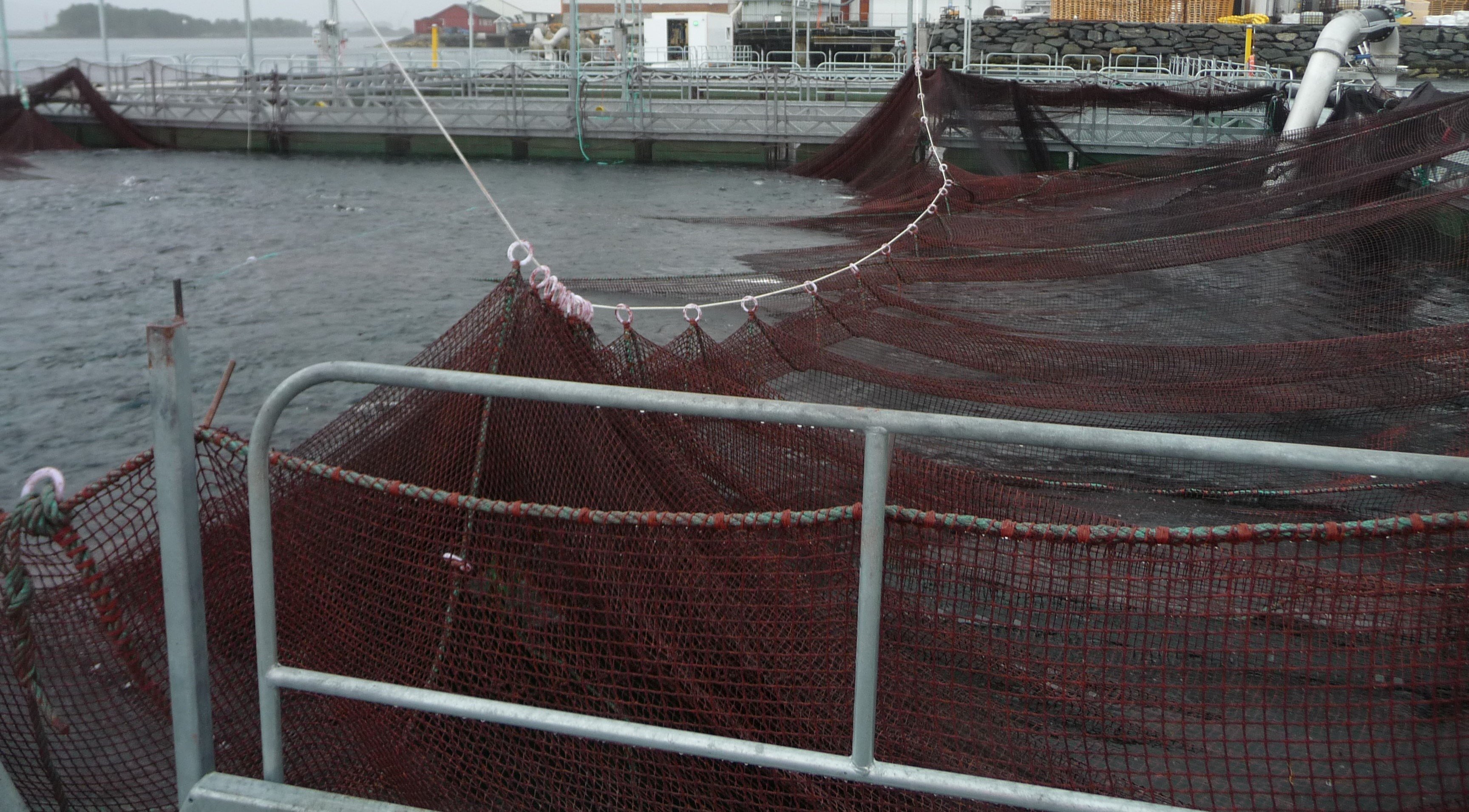 Figur 1: Tau går tvers over noten gjennom plastringer. Transportrøret inn til slakteriet øverst i høyre hjørnet.  Foto: © Fiskeridirektoratet