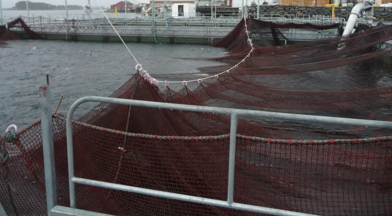 Figur 1: Tau går tvers over noten gjennom plastringer. Transportrøret inn til slakteriet øverst i høyre hjørnet. Foto: © Fiskeridirektoratet Figur 1: Tau går tvers over noten gjennom plastringer. Transportrøret inn til slakteriet øverst i høyre hjørnet. Foto: © Fiskeridirektoratet