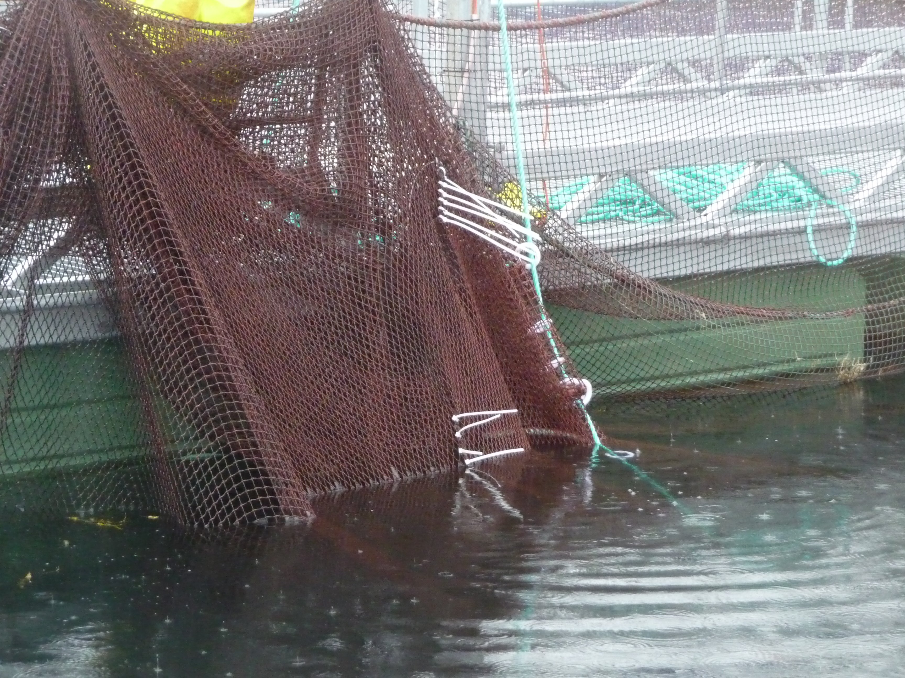 Figur 5: Hull i noten ble nødreparert med strips av dykkere. Foto:© Fiskeridirektoratet