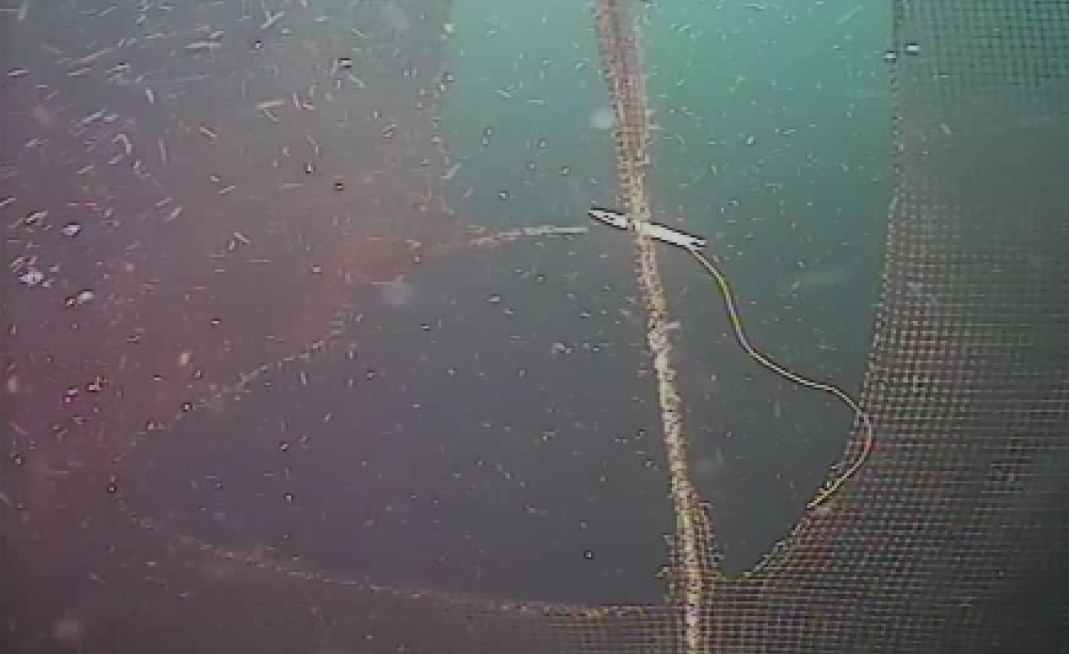 Figur 2.1: Døme på skadar som var oversett under notinspeksjon med ROV. Dette er ein av dei sakene som ligg til grunn for erfaringsarket og som du finn meir detaljar om i Fiskeridirektoratets erfaringsbase under «fagstoff». Foto: Selskapet. Figur 2.1: Døme på skadar som var oversett under notinspeksjon med ROV. Dette er ein av dei sakene som ligg til grunn for erfaringsarket og som du finn meir detaljar om i Fiskeridirektoratets erfaringsbase under «fagstoff». Foto: Selskapet.