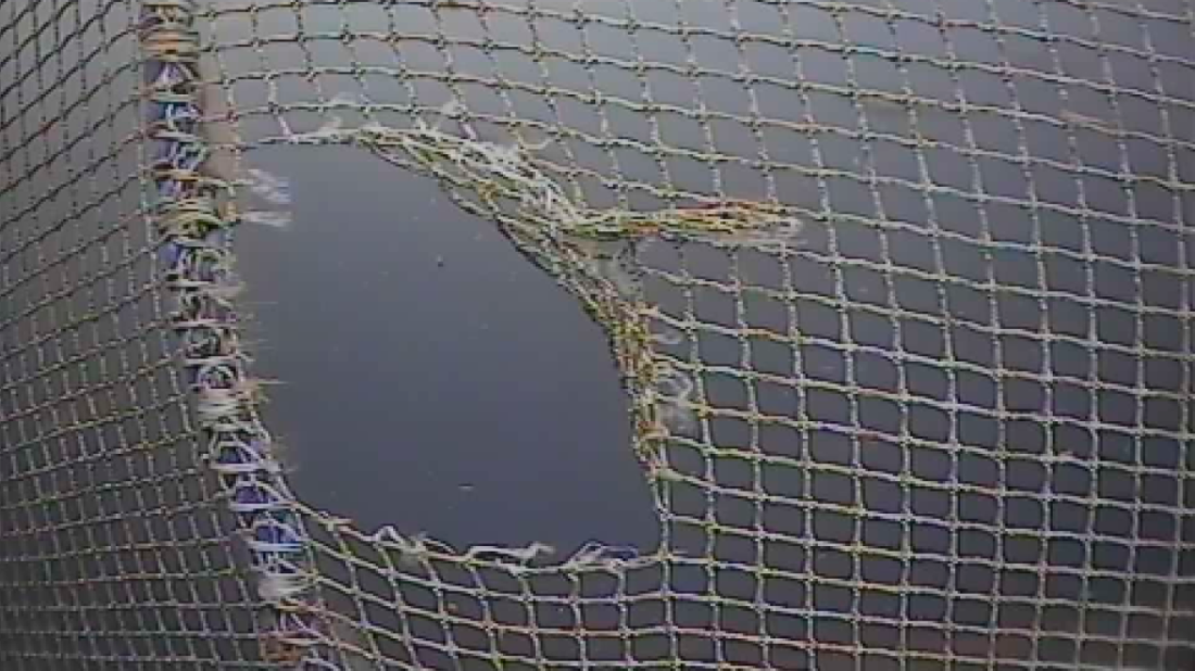 Figur 2.2: Døme på skadar som var oversett under notinspeksjon med ROV. Dette er ein av dei sakene som ligg til grunn for erfaringsarket og som du finn meir detaljar om i Fiskeridirektoratets erfaringsbase under «fagstoff». Foto: Selskapet.