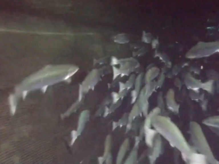 Figur 8. Skjermbilde frå inspeksjonsvideoen. Eit mørkt og uklart bilde viser ei rift i nota, bak sporden på fisk nummer tre frå venstre. Foto: Selskapet.
