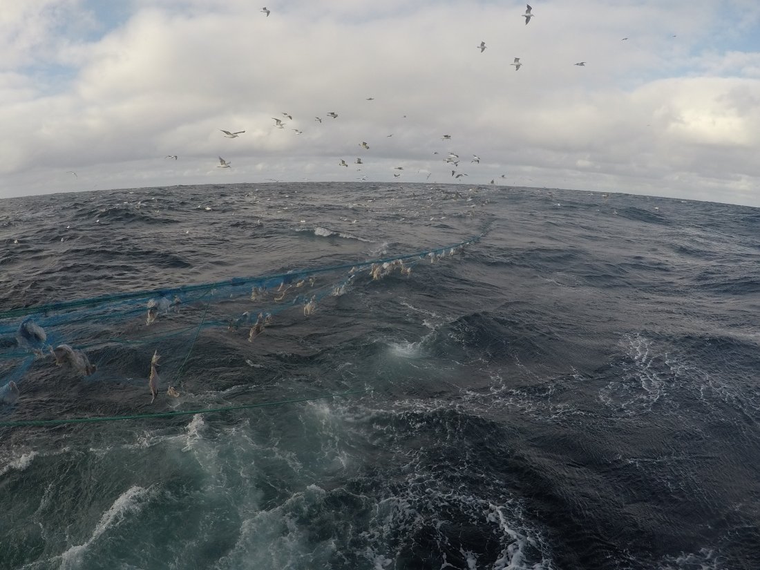 Råtten blåkveite i garn. Foto: © Fiskeridirektoratet