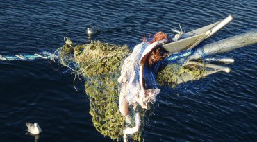 Garnlenke dra opp av sjøen. Foto: © Gjermund Langedal / Fiskeridirektoratet