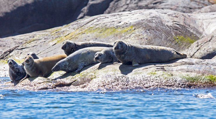 Steinkobbe. Foto: © ScanStockPhoto, Thomas Males