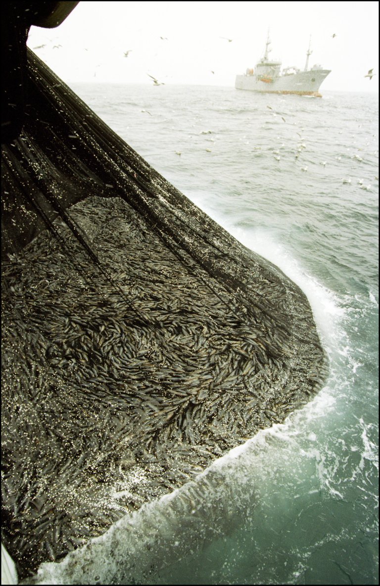 Sildefiske. Foto © Sjømatrådet