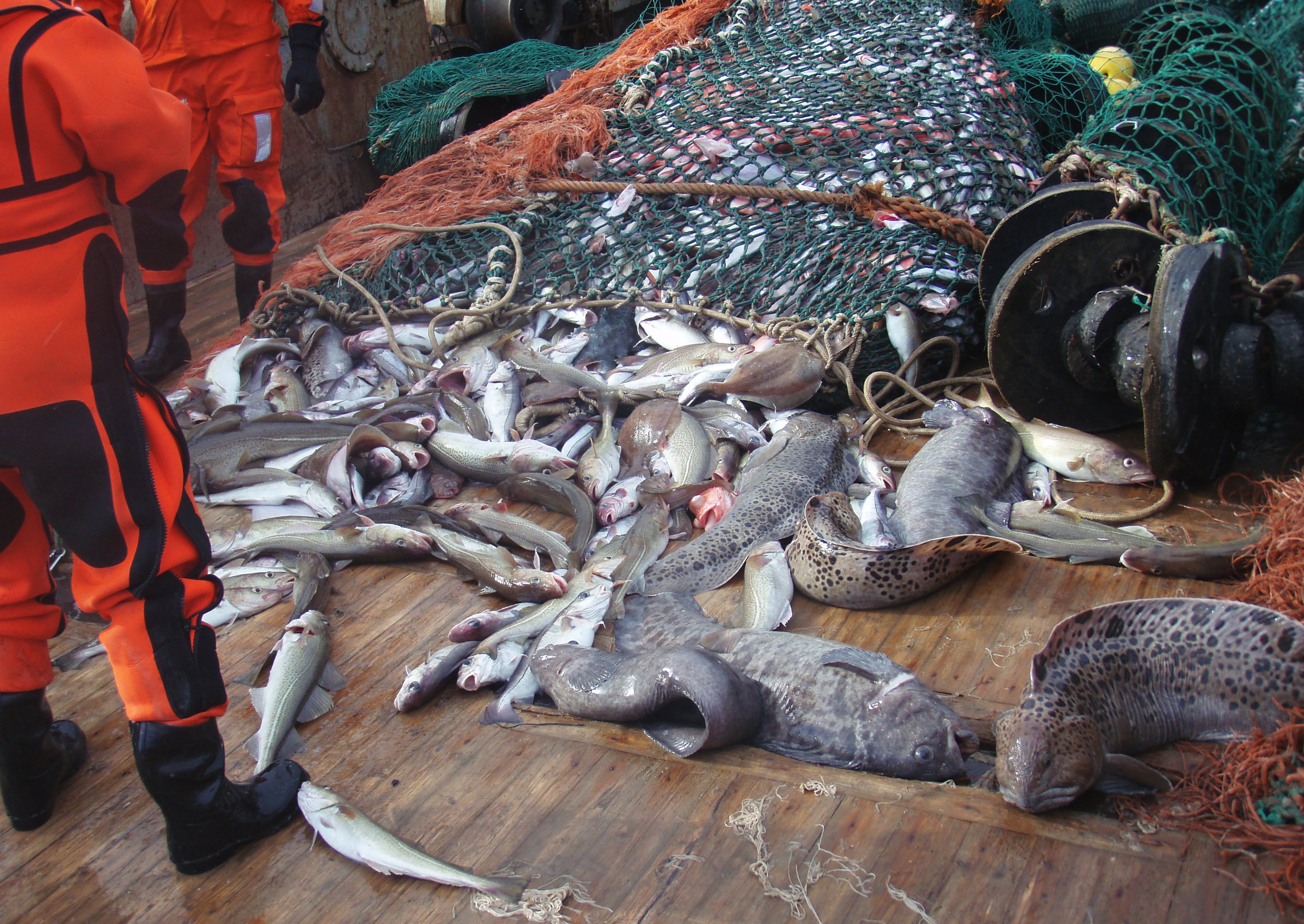 Internasjonal kontroll av bifangst. Foto © Fiskeridirektoratet