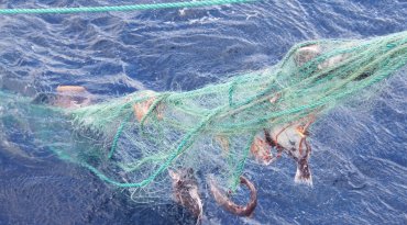 Tapte garn. Foto © Fiskeridirektoratet
