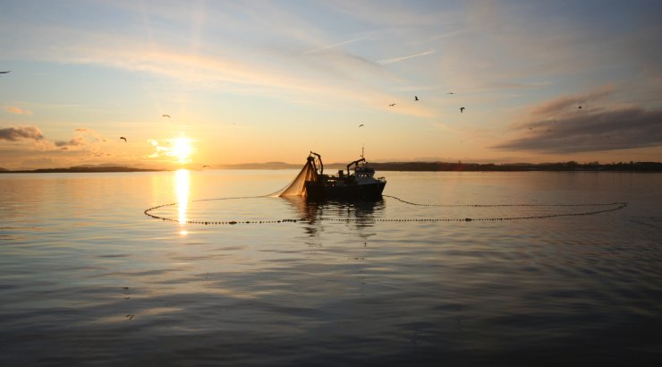 Notfiske etter brisling. Foto © Scanfishphoto