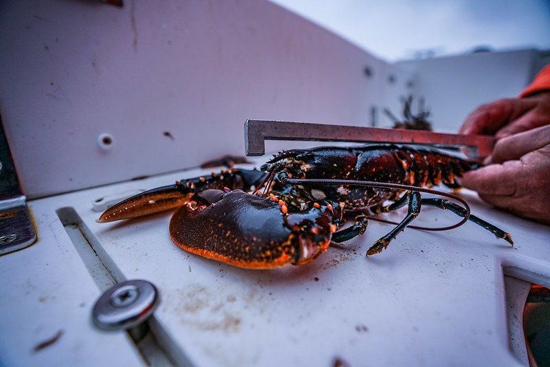 maling-hummer-minstemal-foto-jorgen-ree-wiig-fdir-JRW05558.jpg Måling av hummer fra spissen av pannehornet til den bakre kant av midtre svømmelapp. Foto: © Jørgen Ree Wiig / Fiskeridirektoratet.