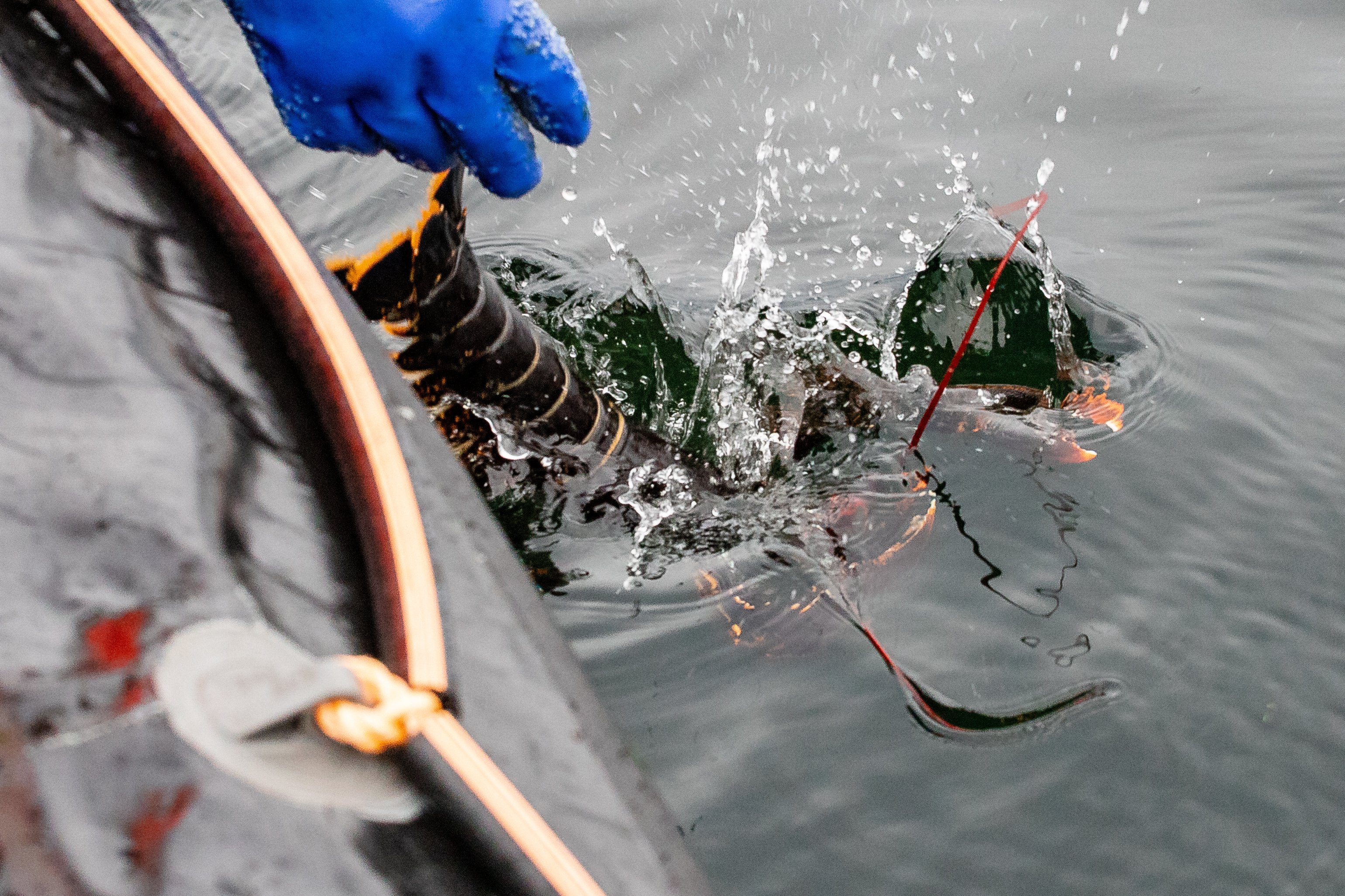 Ulovlig fisket hummer slippes løs av inspektør fra fiskeridirektoratet © Vegard Oen Hatten / Fiskeridirektoratet.