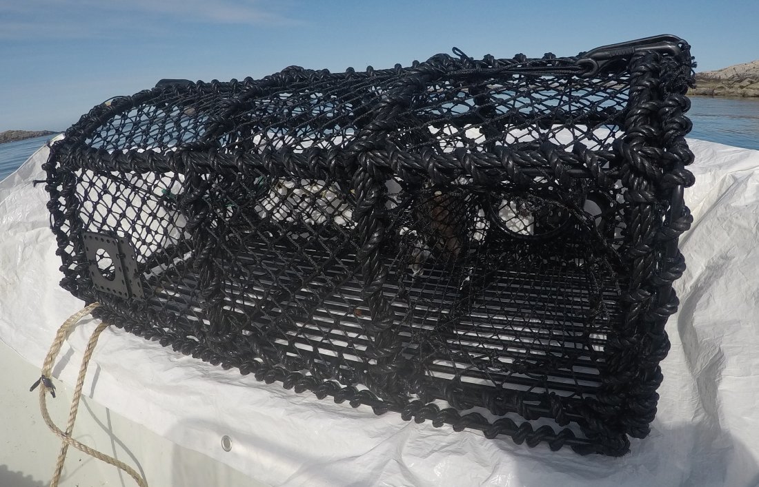 skotteteine-montering-rommingshull-krabbe-hummer-langedal-fdir.jpg Skotteteine. Foto: Langedal / Fiskeridirektoratet
