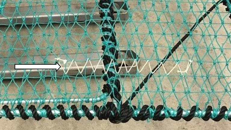 Sammenlisset rømmingshull i nedre del av kalven. Foto: Landmark Skaar / Fiskeridirektoratet Sammenlisset rømmingshull i nedre del av kalven. Foto: Landmark Skaar / Fiskeridirektoratet