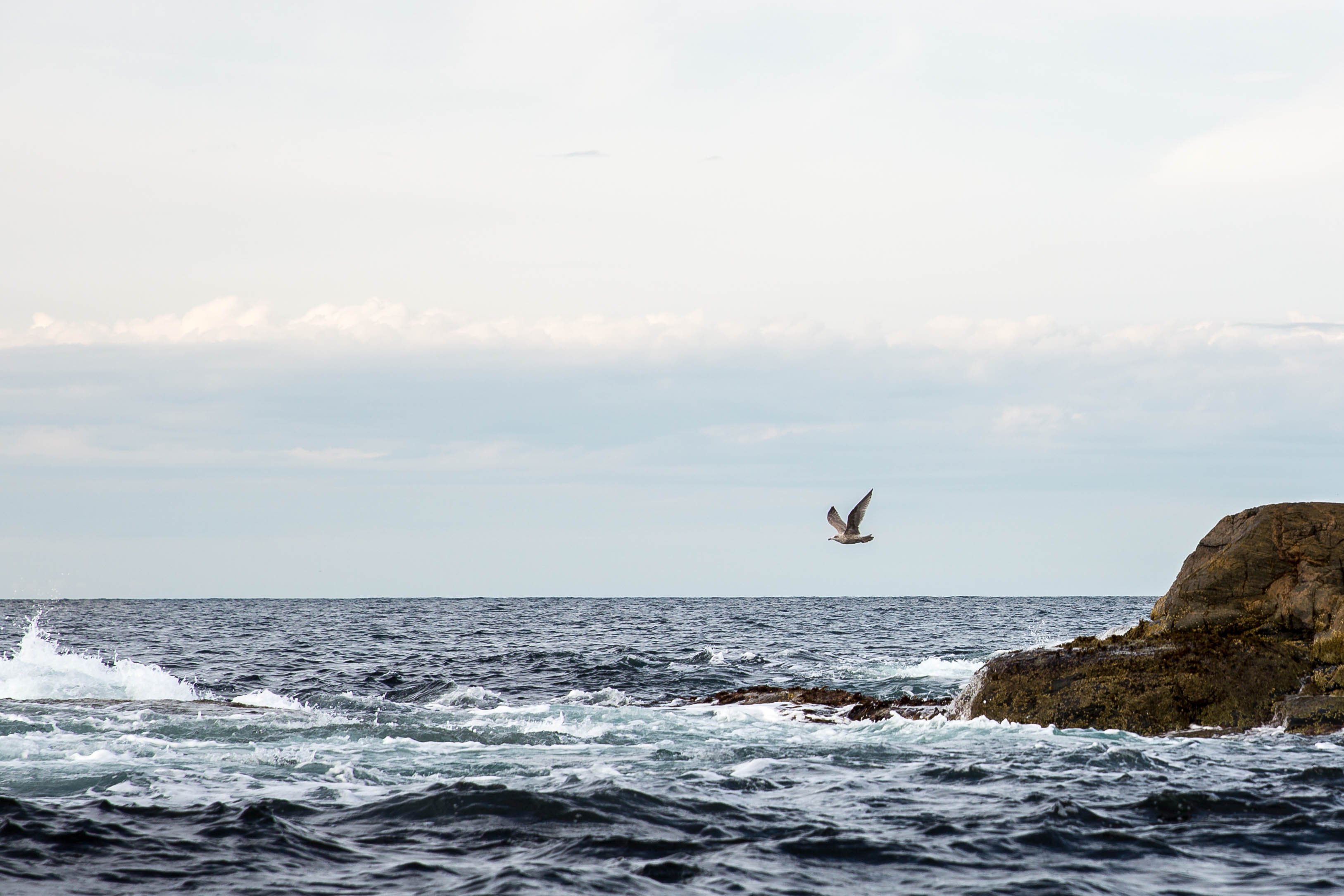 Måke og sjø. Foto: © Roald Hatten
