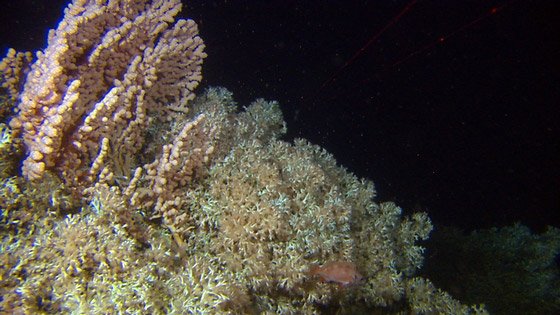 Koraller. Foto © Havforskningsinstituttet