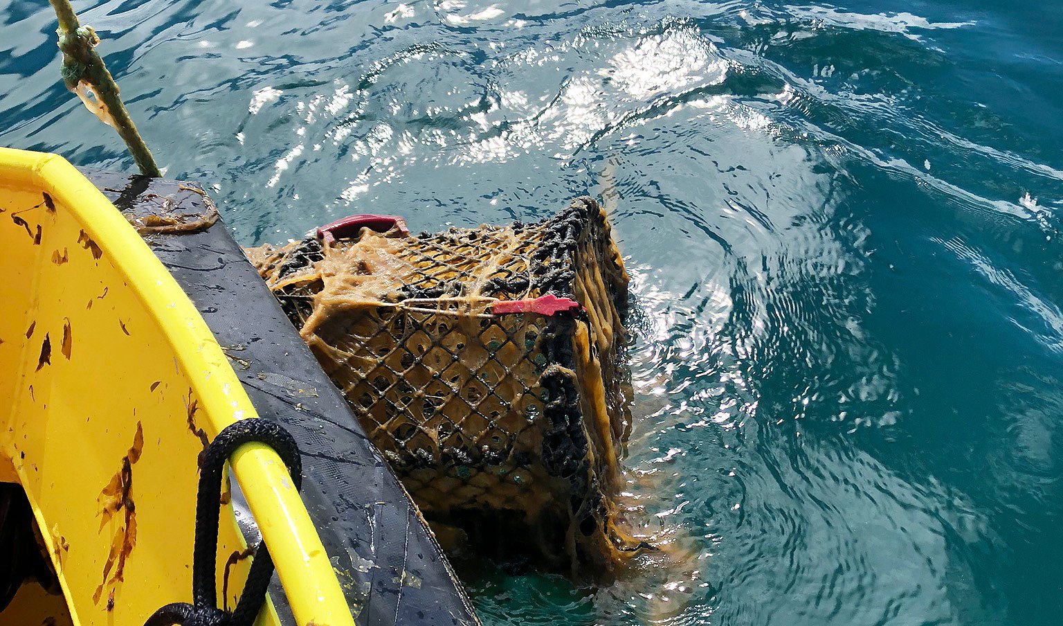 Teine som har stått lenge i sjøen blir halt om bord. (Foto: © Fiskeridirektoratet) Teine som har stått lenge i sjøen blir halt om bord. (Foto: © Fiskeridirektoratet)