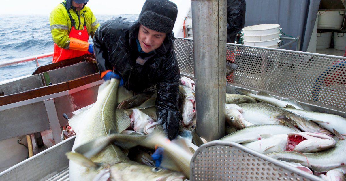 Fiskere fra fiskermanntallet - Fiskeridirektoratet