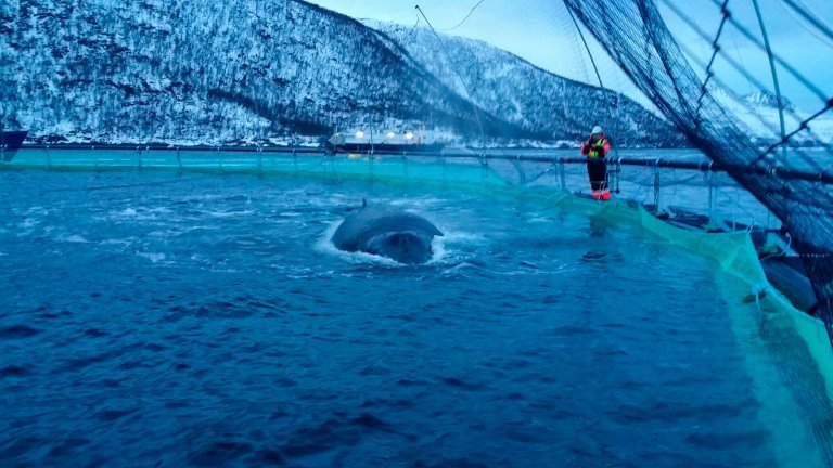 Foto: Fiskeridirektoratet. Knølhval i laksemerd, Troms, 2. januar 2015