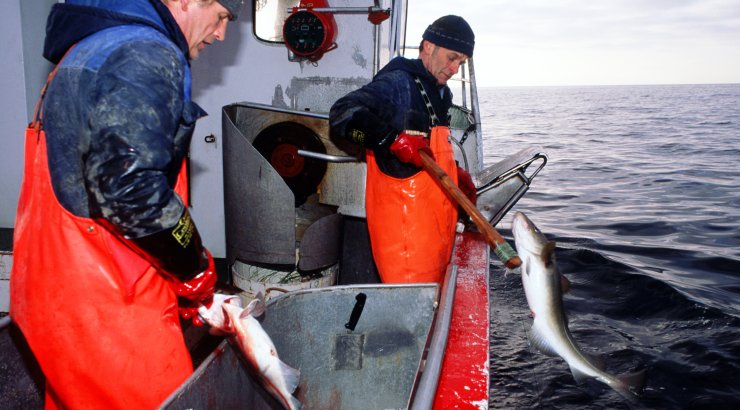 Skreifiske. Foto © Sjømatrådet