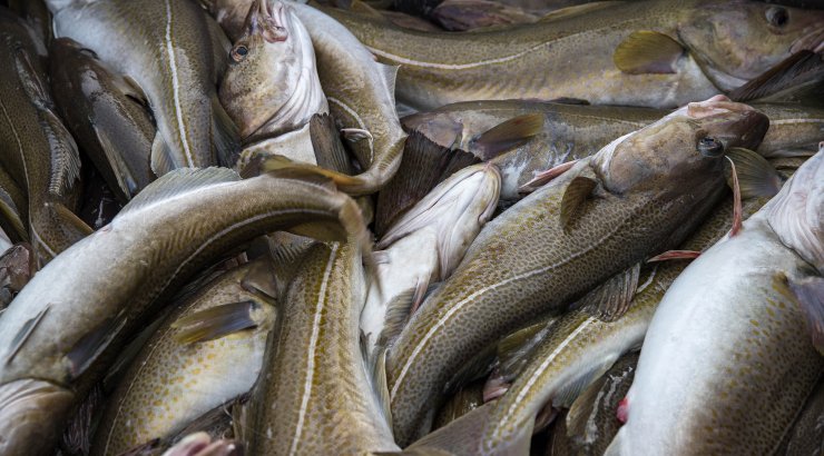 Fanget fisk. Foto: Vegard Oen Hatten / Fiskeridirektoratet