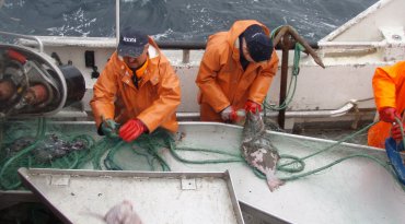 Blåkveitefiske © Fiskeridirektoratet