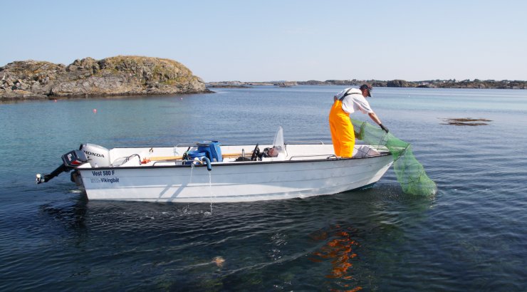 Leppefisk i ruser. Foto © Scanfishphoto