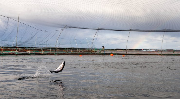 Laks i oppdrettsanlegg. Foto: © Vegard Hatten