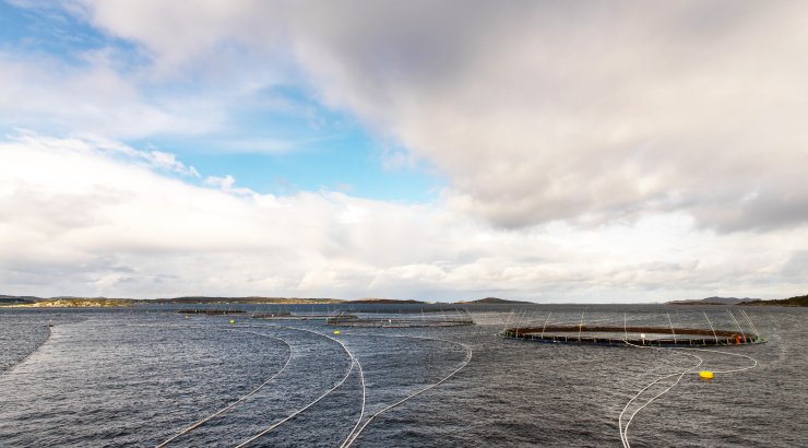 Merder oppdrettslaks. Foto: © Vegard Oen Hatten / Fiskeridirektoratet