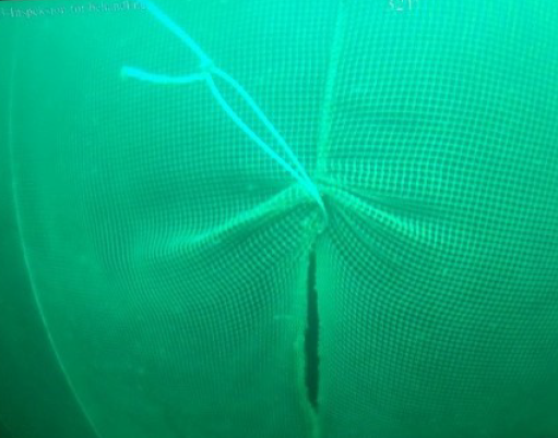 Gjenglemt tau reiv hull i not før det slitna. Foto: Virksomheten