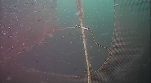 Gjenglemt tau årsak til hull i not. Foto: Virksomheten