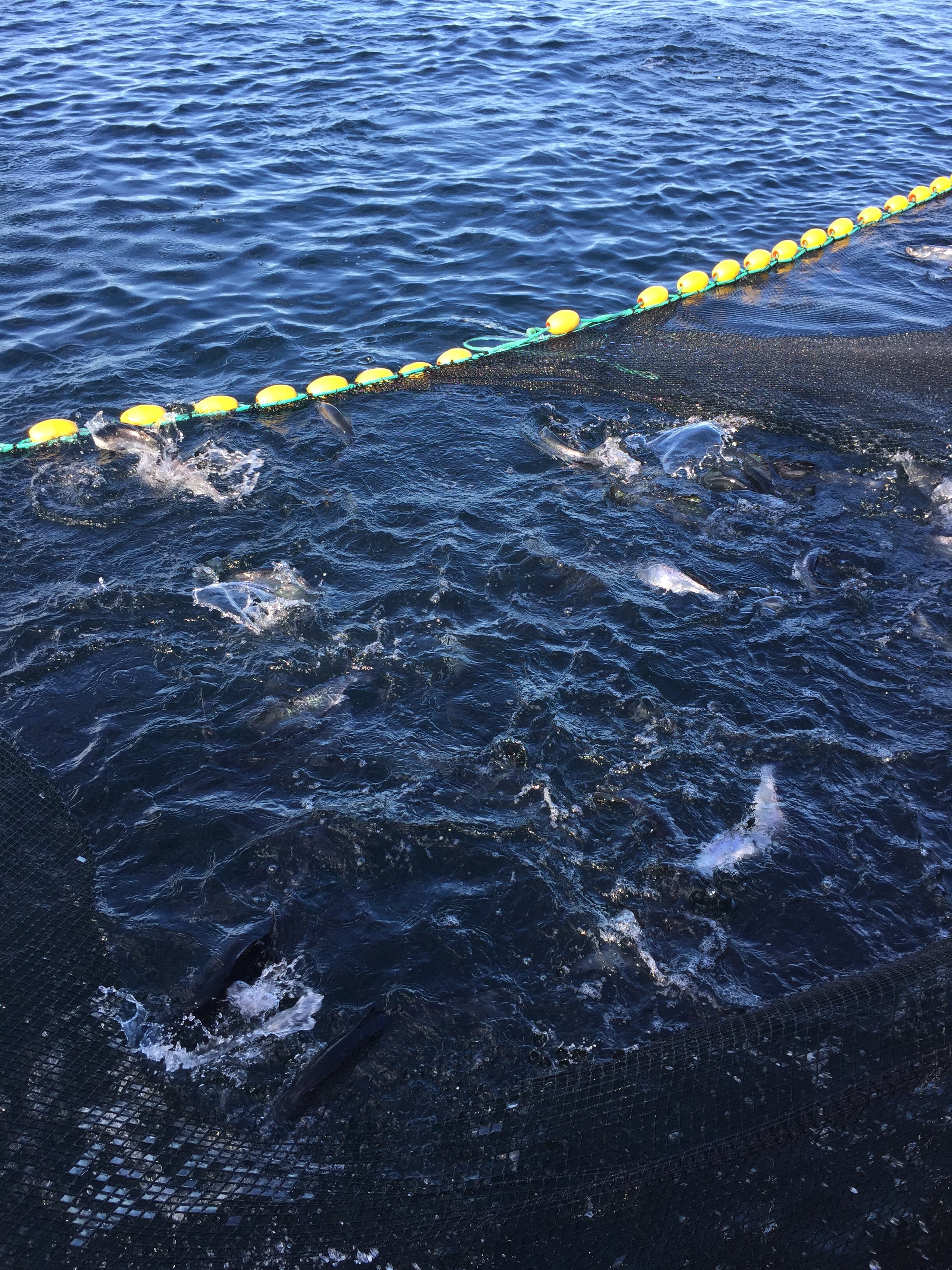 Erfaringsbilde-metode for å samle fisk.JPG