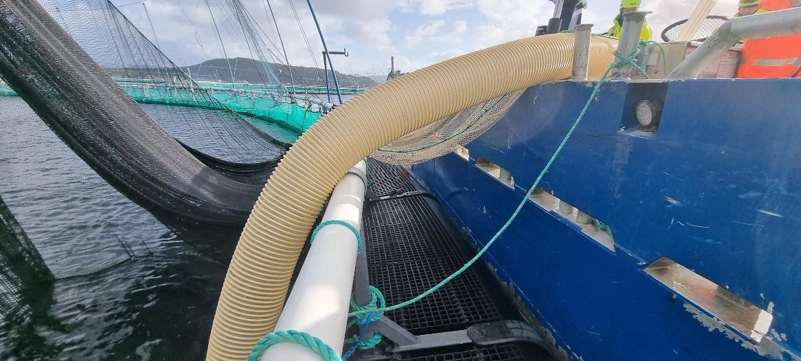 Retursange som henger over ripa på en båt inntil merd.