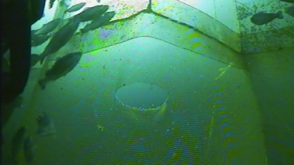 Bilde av hull i en not med flere fisk rundt hullet