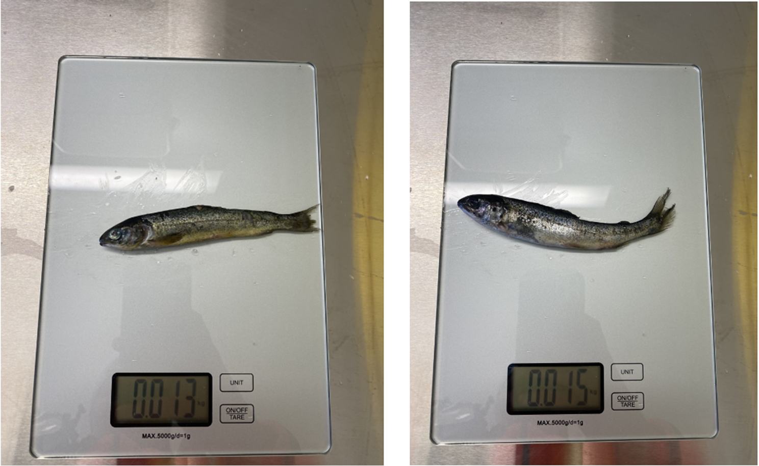 Bilde som viser to fisk på hver sin vekt.