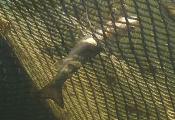 En fisk som sitter fast i notene i et garn