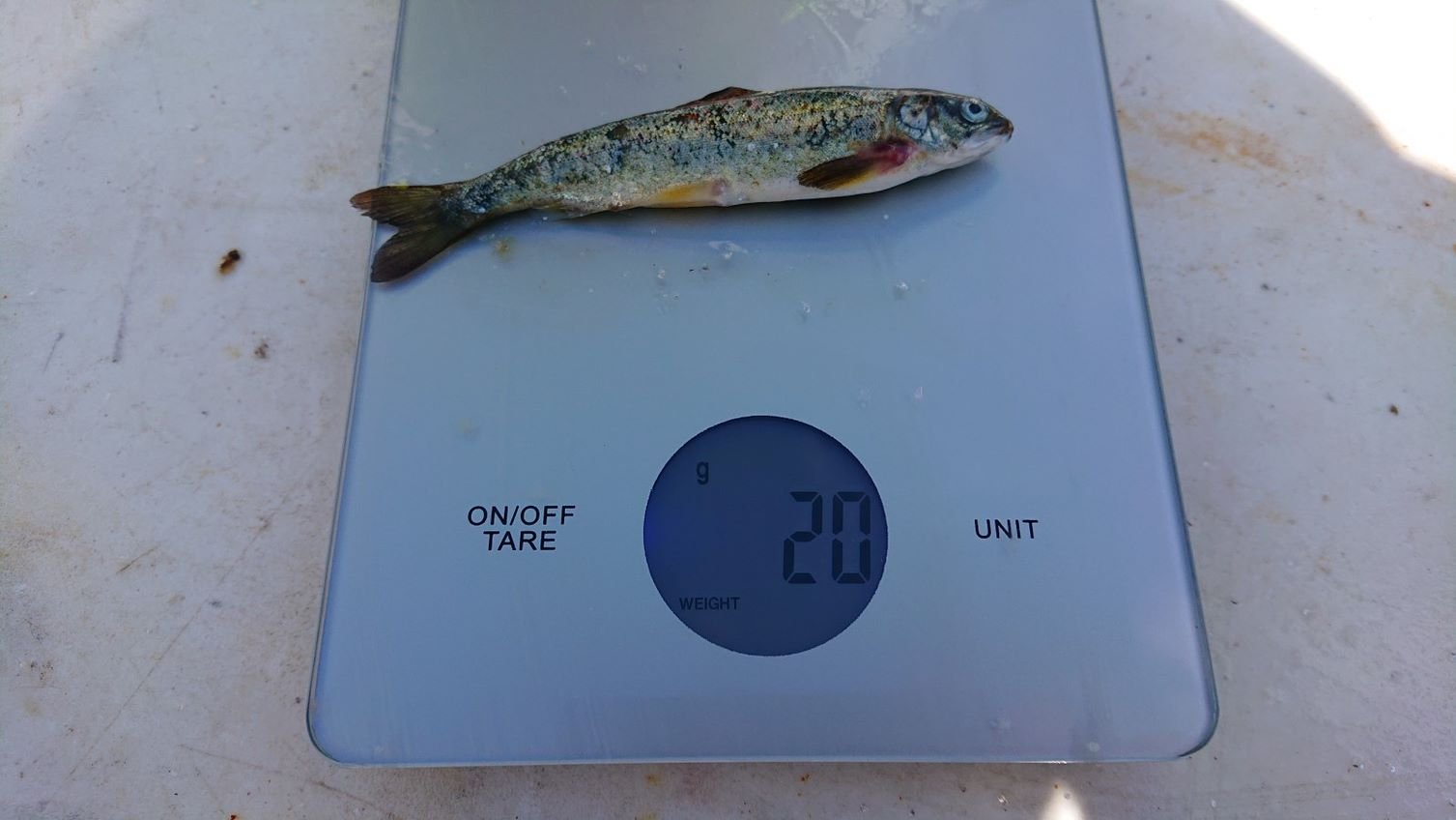 En fisk som ligger på en vekt. Vekten viser 20 gram.