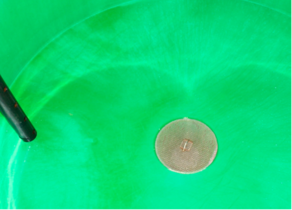 Sil i kar. Foto: © Fiskeridirektoratet