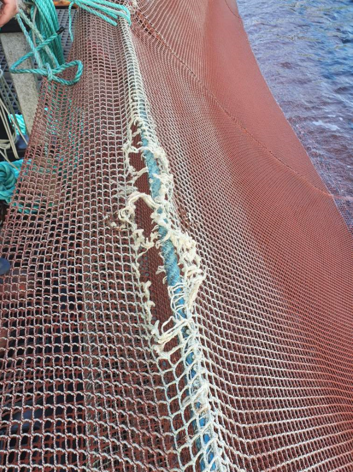 Bilde som viser skaden etter at holet vart oppdaga og lina opp til over vassflata. 