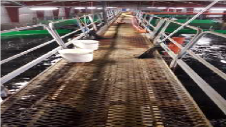 Figur 4: Gangbro ble montert direkte på karene Foto: © Mowi Norway AS. Figur 4: Gangbro ble montert direkte på karene Foto: © Mowi Norway AS.